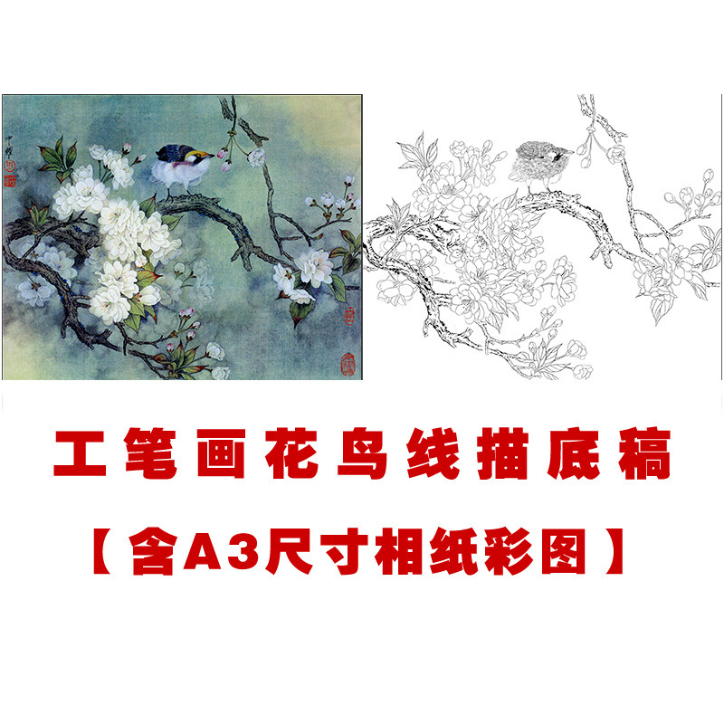 xp24周中耀工笔画樱花白描线稿国画花鸟临摹练习勾线实物打印稿