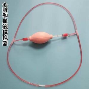 生物实验心脏与血液循环模型教具