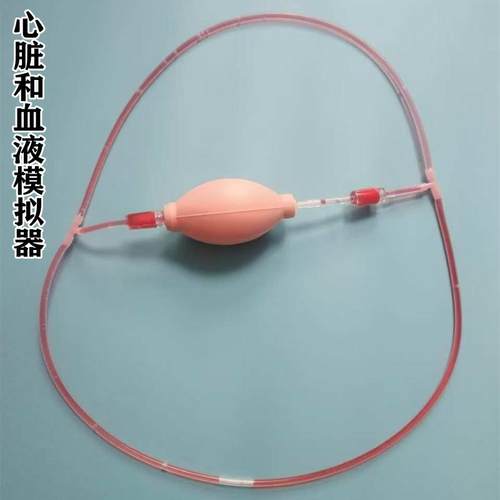 生物实验心脏与血液循环模型教具