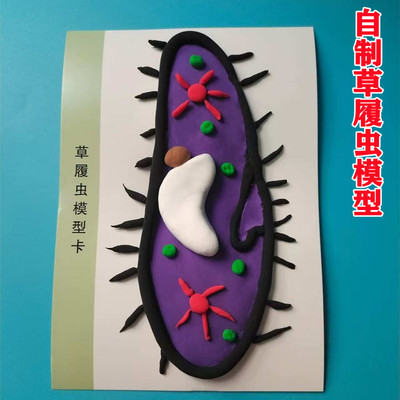 草履虫生物细胞模型材料包教具