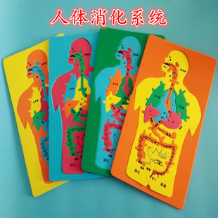 人体消化系统实验拼图EVA幼儿园区域活动材料科学区DIY科技小制作