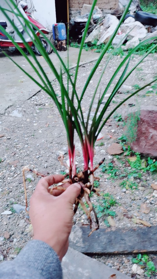 陕西秦岭兰花红香妃，紫香妃不褪色