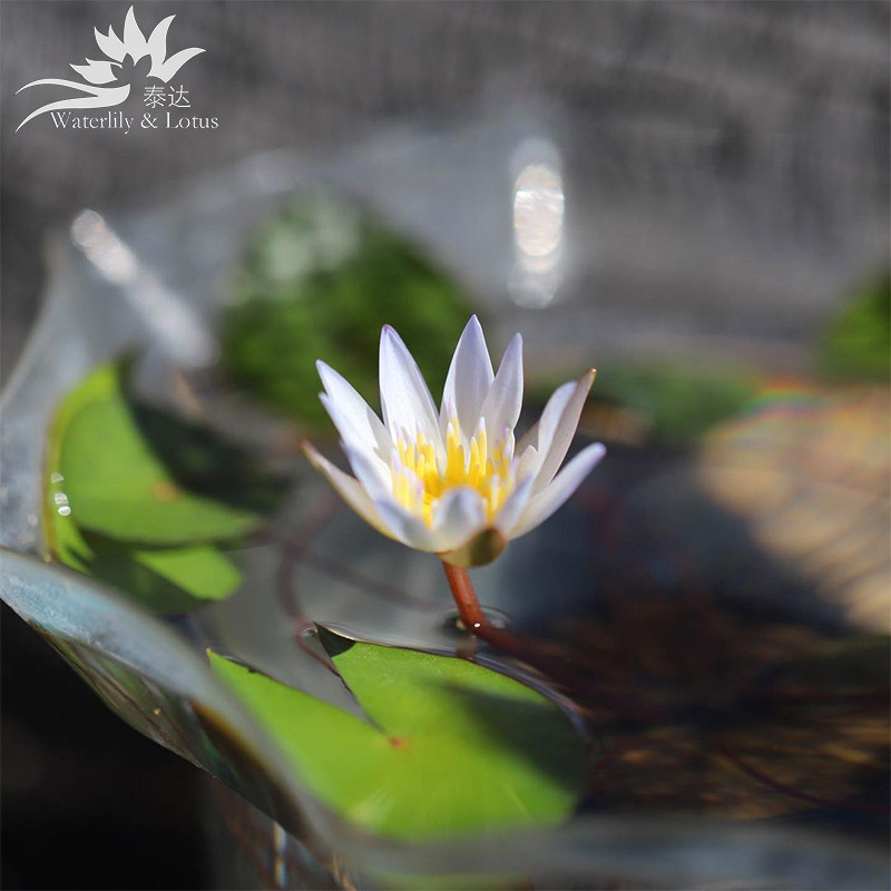 盆栽睡莲多贝带花苞发货迷你微型可微缩阳台浓香水生花卉开花超多