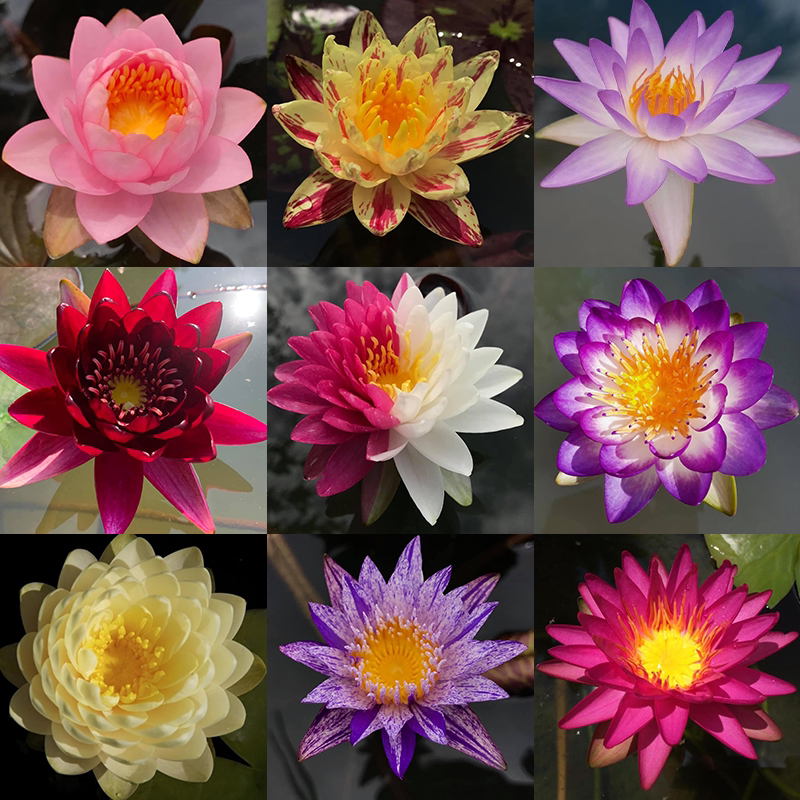 对版睡莲带花苞大苗家庭池盆栽水培水生植物四季庭院花卉碗莲根块