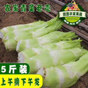 棒棒菜菜苔新鲜棒菜蔬菜棒青菜芥菜笋子脑壳菜 芥青菜头菜老壳