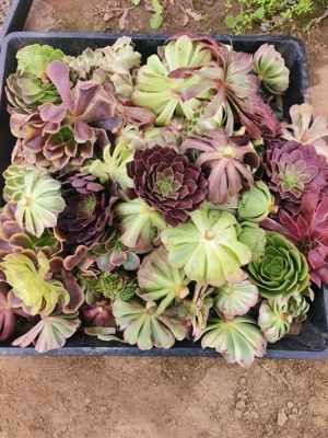 各种法师砍头苗一大筐