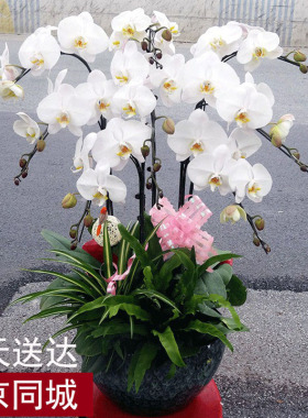 玫红大红黄白年宵特级蝴蝶兰盆栽花卉北京同城绿植配送礼乔迁开业