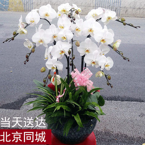 蝴蝶兰乔迁开业礼品绿植花卉盆栽