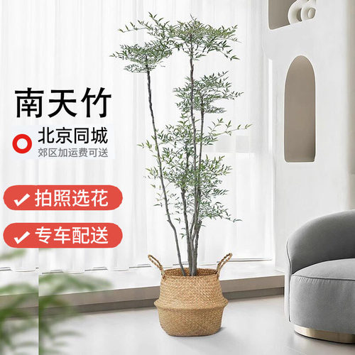 北京胡同南天竹耐阴吸甲醛