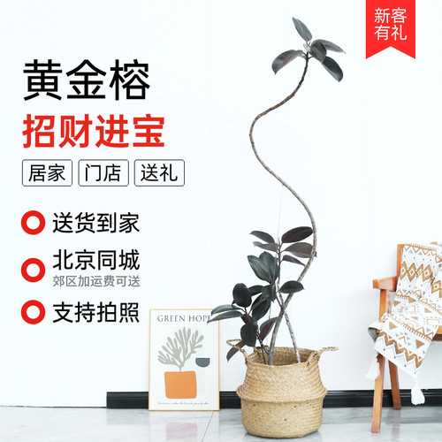 北京同城黑金刚绿植盆栽橡皮树