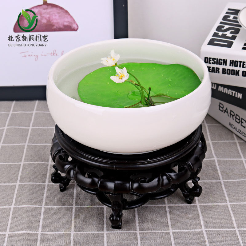北京一叶莲碗莲睡莲花水养水培水生植物四季开花好养书房桌面盆景