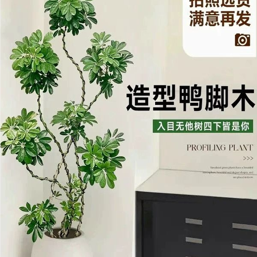 鸭脚木客厅大盆栽室内造型