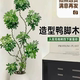 北京同城鸭脚木客厅大盆栽室内造型吸甲醛网红绿植物好养八方来财