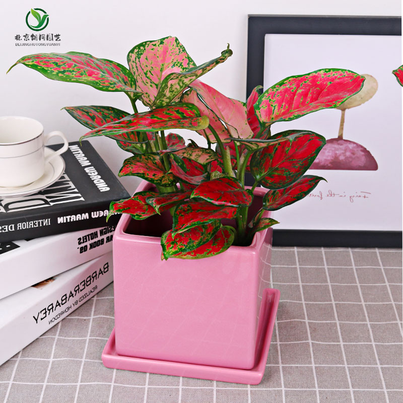 美观红叶如意皇后客厅阳台书桌好