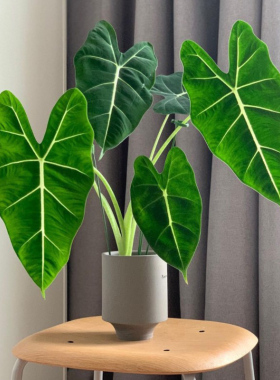 北京同城网红绿植绿天鹅绒室内客厅桌面仙女小盆栽海芋ins风植物