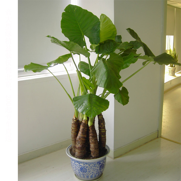 客厅植物滴水观音盆栽大型绿植办公室前台吸甲醛净化空气观叶北京