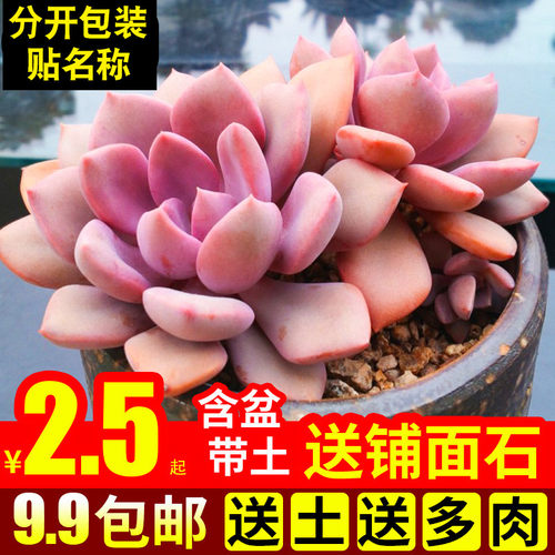 【品相好】【贴多肉名称】