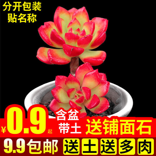 绿植办公桌含盆带土蒂亚多肉植物