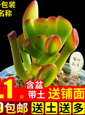 多肉植物组合盆栽绿植筒叶花月