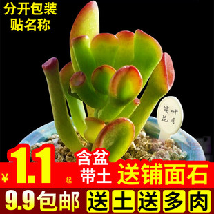 多肉植物组合盆栽绿植花卉办公桌吸财树肉肉带盆清仓大颗筒叶花月