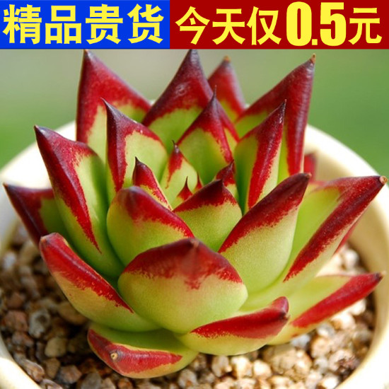 多肉植物组合盆栽小花卉好养室内乌木肉肉大颗包邮清仓含盆带土