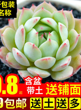 绿植含盆带土多肉植物特价清仓