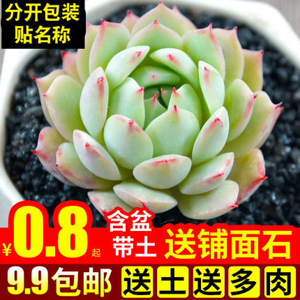 多肉植物组合盆栽绿植花卉含盆带土Tp蒂比新手肉肉特价清仓大颗