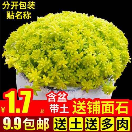 22年最新款万年草带盆