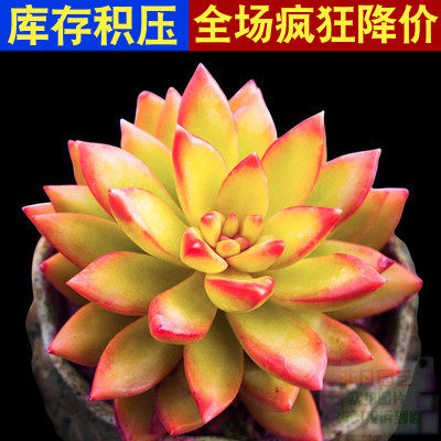 多肉植物组合盆栽绿植花卉带盆办公桌新手肉肉铭月特价清仓大颗