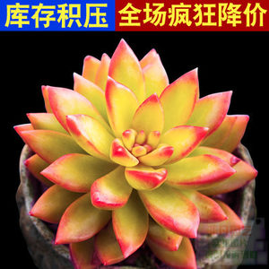 铭月多肉价格 铭月多肉图片 星期三