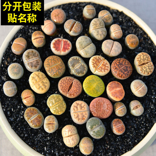生石花屁股花pp花组合绿植花卉