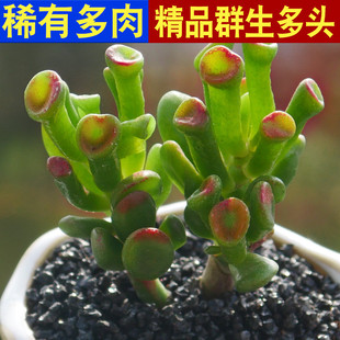 吸财树多肉植物组合绿植带盆盆栽大颗好养多头群生老桩办公桌肉肉