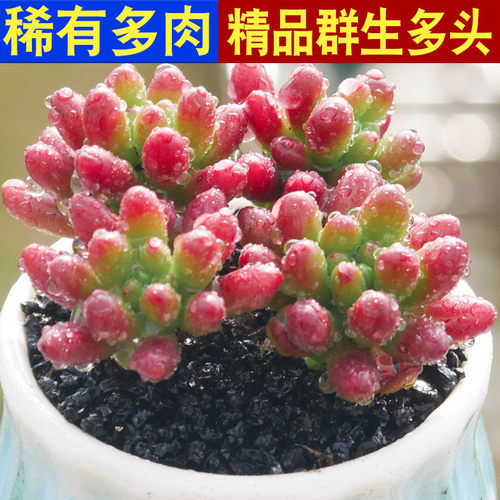 群生带盆品种大颗好养多肉植物