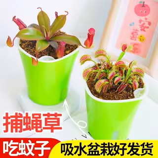 捕蝇草多肉植物驱蚊草食虫草食人花猪笼草室内趣味小盆栽创意绿植
