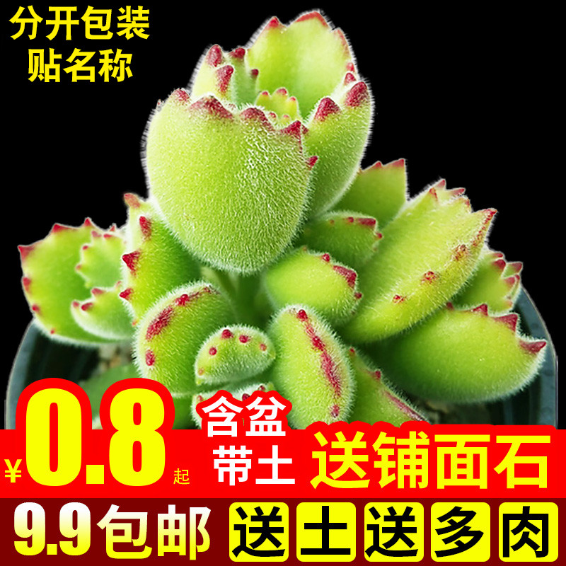 多肉植物组合盆栽绿植花卉办公桌面熊童子小熊爪萌新手肉肉带盆-封面