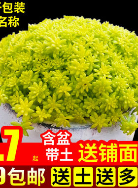 多肉植物组合盆栽绿植含盆带土
