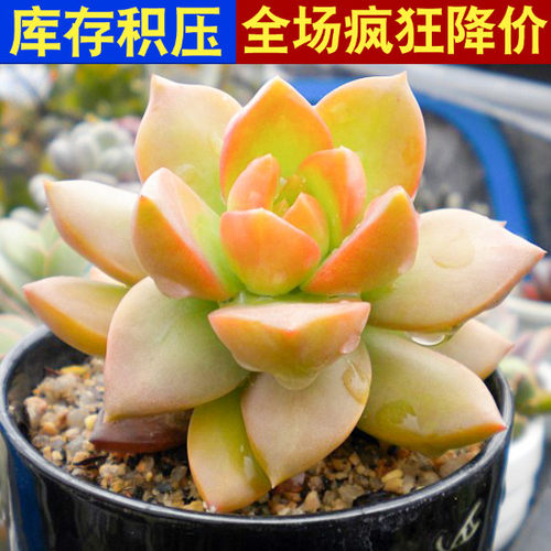 绿植组合桌面多肉植物特价清仓