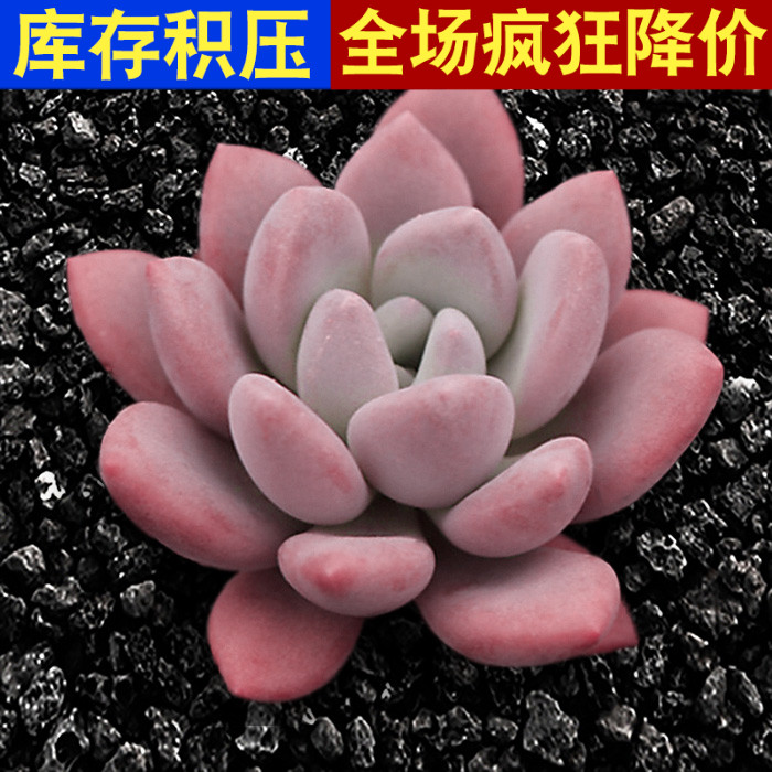 多肉植物奥普琳娜萌肉肉易爆带盆