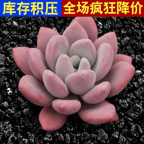 多肉植物奥普琳娜萌肉肉易爆带盆