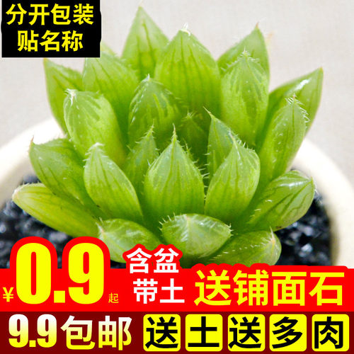 绿植含盆带土水晶草多肉植物特价
