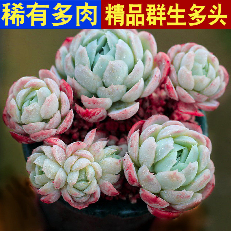 奶油贝瑞多肉群生贵货稀有品种进口带盆植物特价清仓多头大颗好养