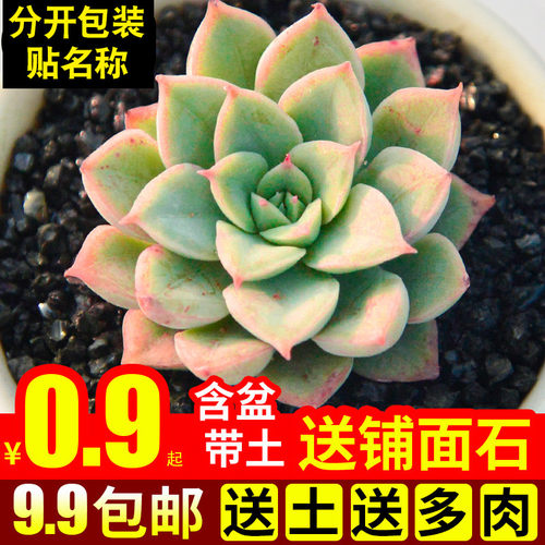 月亮仙子多肉植物组合带盆办公桌