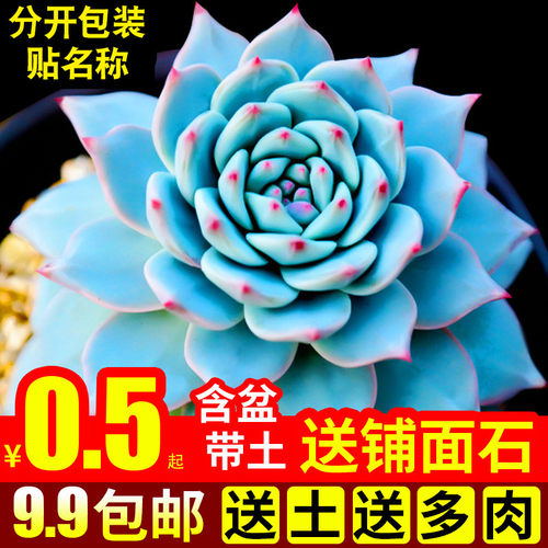 蓝鸟多肉植物现在状态好