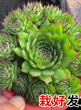 观音莲多肉植物室内盆栽高端多肉肉植物大颗好养花卉绿植多肉批发