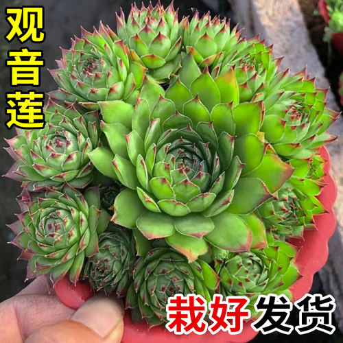 观音莲多肉植物室内盆栽高端多肉肉植物大颗好养花卉绿植多肉批发