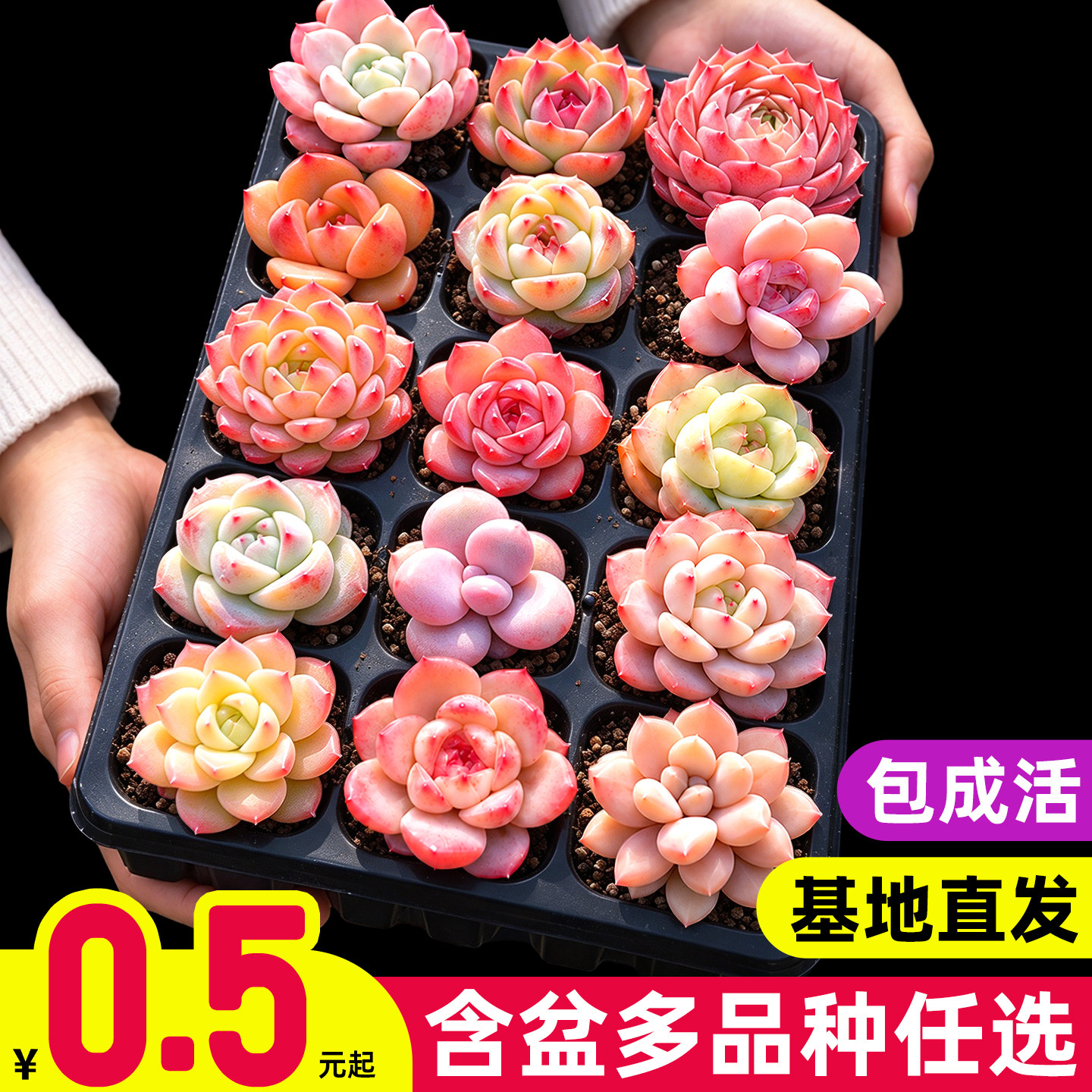 多肉植物多品种任选新手好养小盆栽饱满大颗室内办公室含盆带土发
