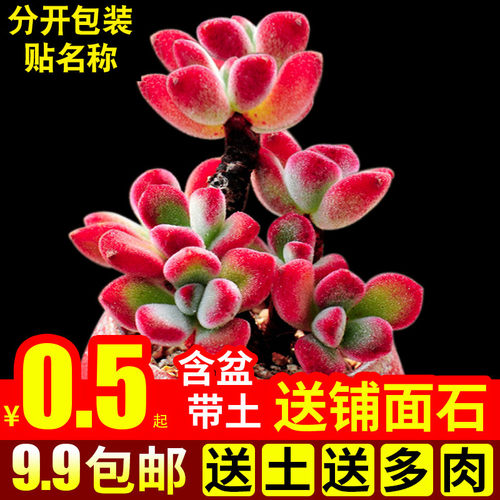 绿植锦晃星套餐含盆带土多肉植物