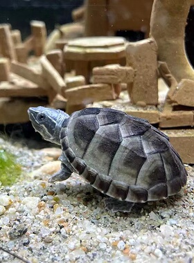 乌龟麝香龟深水龟鱼缸混养宠物龟剃刀深水龟刀香苗蛋龟迷你观赏龟