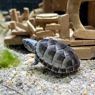 乌龟麝香龟深水龟鱼缸混养宠物龟深水龟刀香苗蛋龟迷你观赏龟