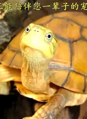 纯正黄喉拟水龟皖南种三黄小青龟石金钱龟苗活物小宠物乌龟发财龟